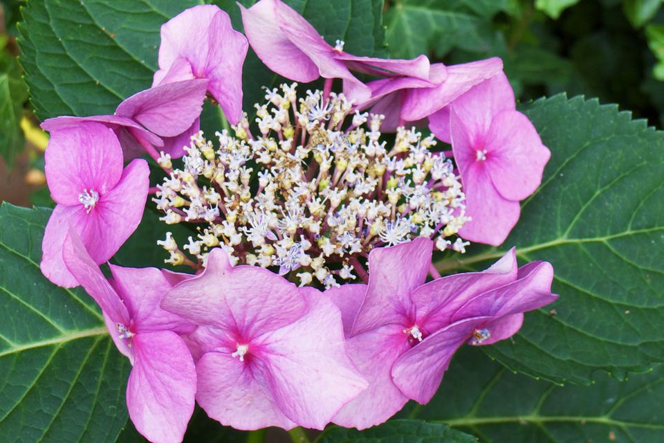 Tellerhortensie Hydrangea serrata Tellerhortensie Hydrangea serrata