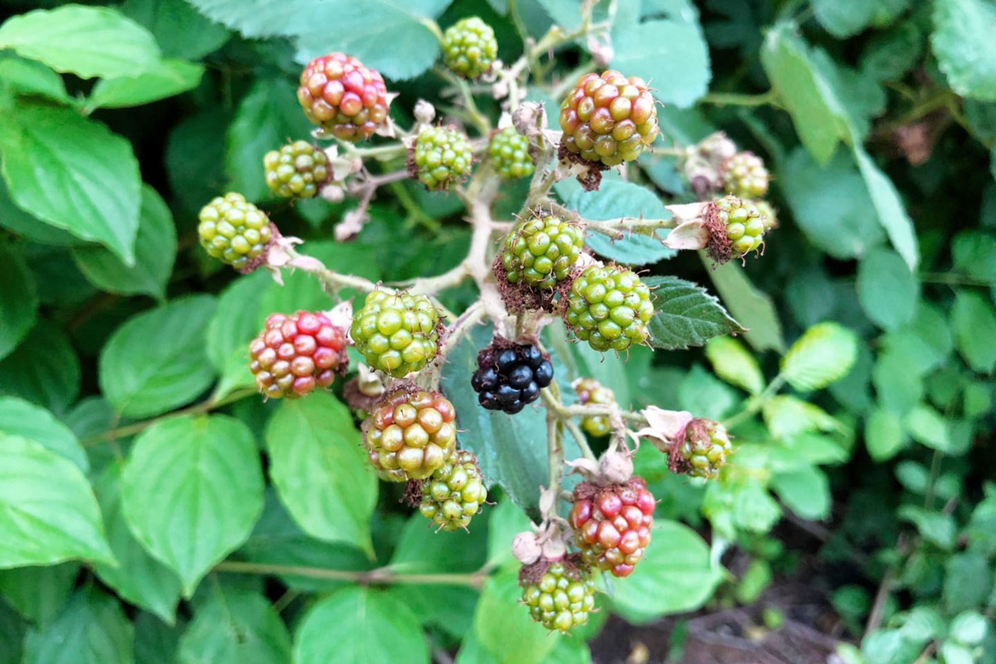 Echte Brombeere – Rubus fruticosus