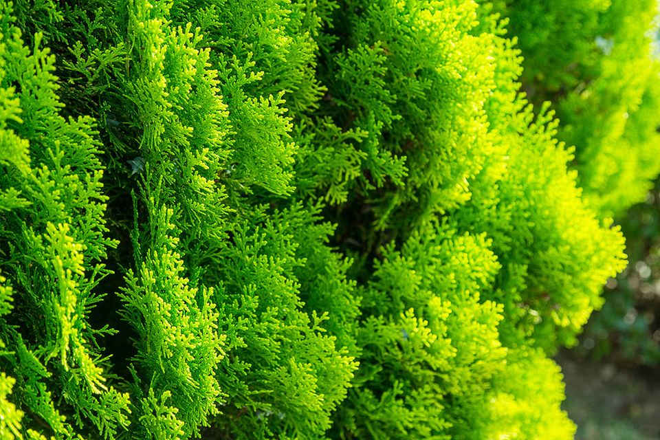 Thujahecken sind blickdicht und immergrün. Lebensbaum oder Thuja (Thuja occidentalis)