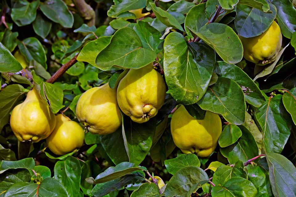 Quittenbaum  pflanzen, schneiden, pflegen - [SCHNER WOHNEN]
