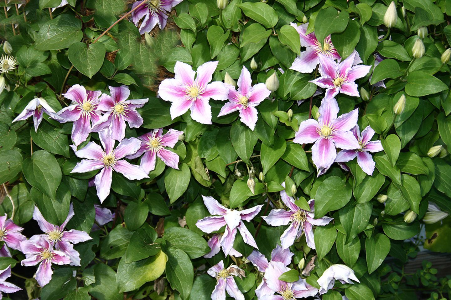 Clematis pflanzen, schneiden, vermehren - [SCHNER WOHNEN]
