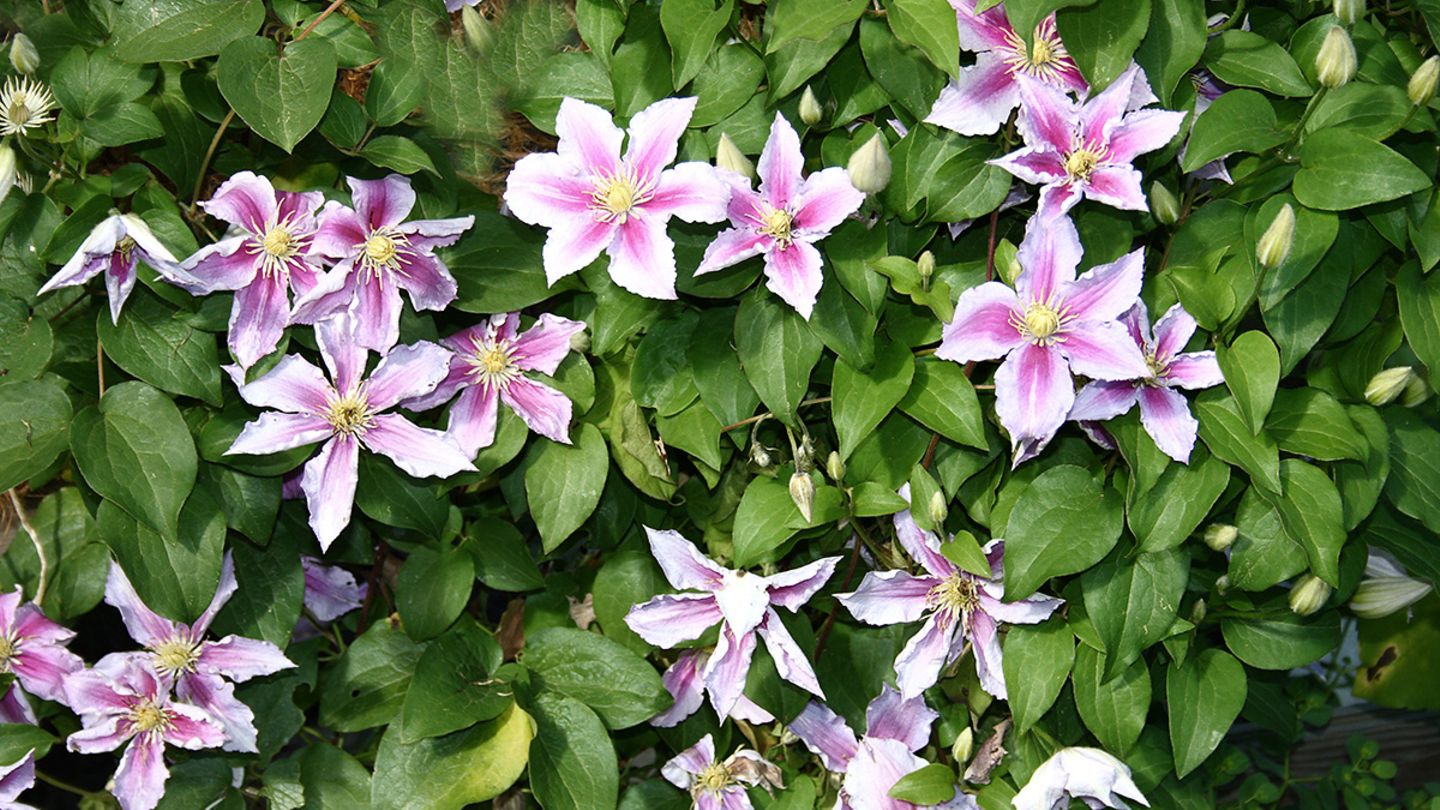 Clematis pflanzen, schneiden, vermehren - [SCHNER WOHNEN]