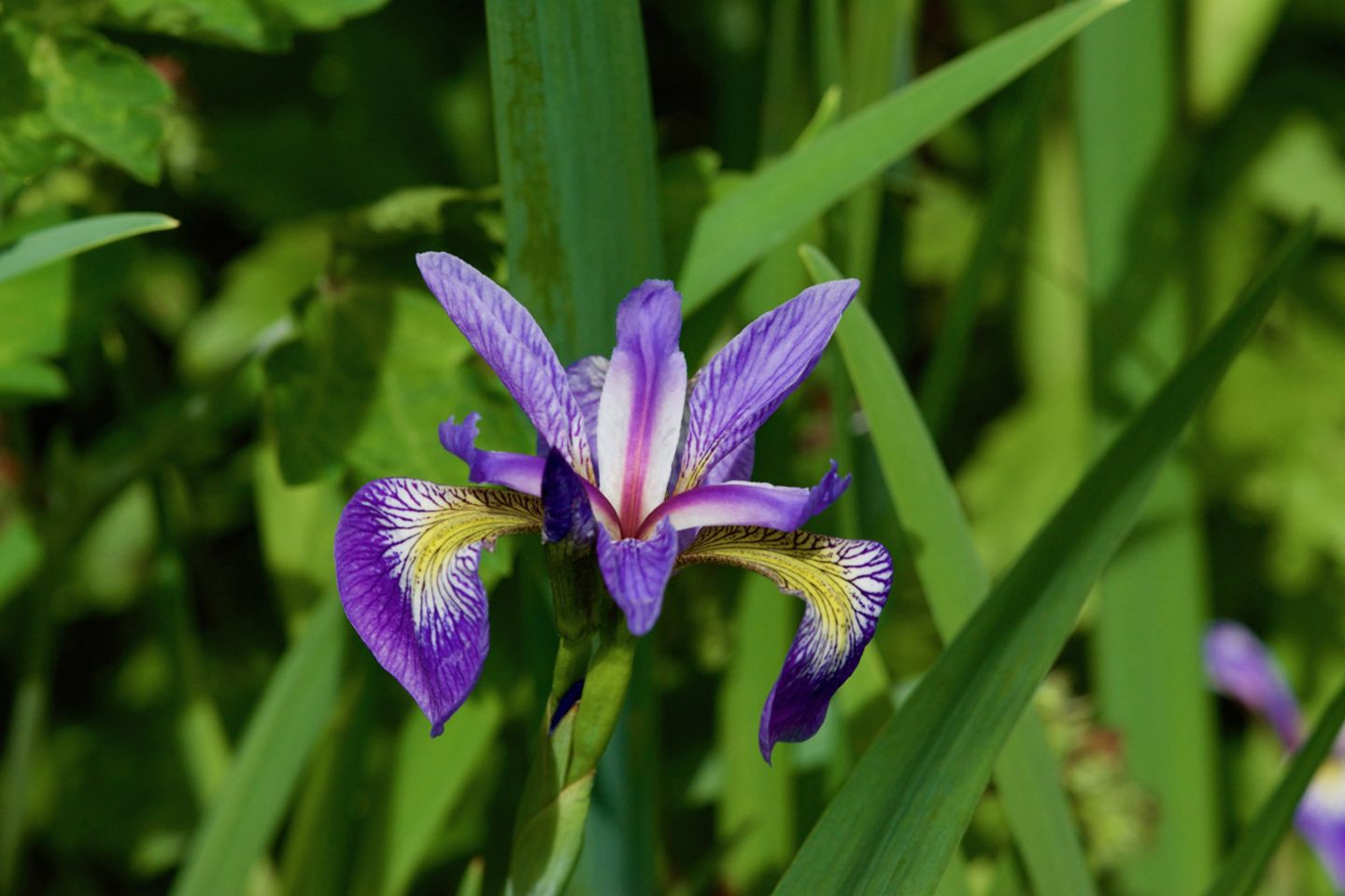Iris / Schwertlilie (Iris spec)