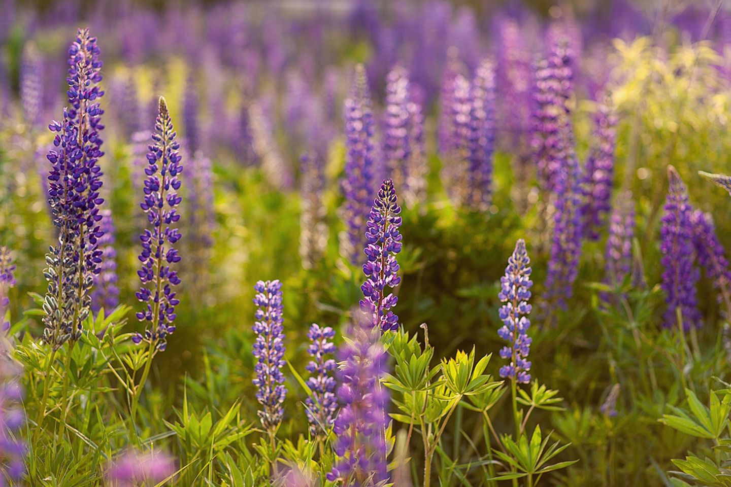 Lupine  pflanzen, pflegen, vermehren - [SCHNER WOHNEN]