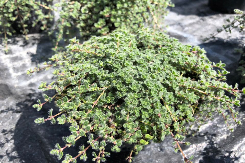 Filziger Thymian (Thymus praecox subsp. pseudolanuginosus) Filziger Thymian (Thymus praecox subsp. pseudolanuginosus)