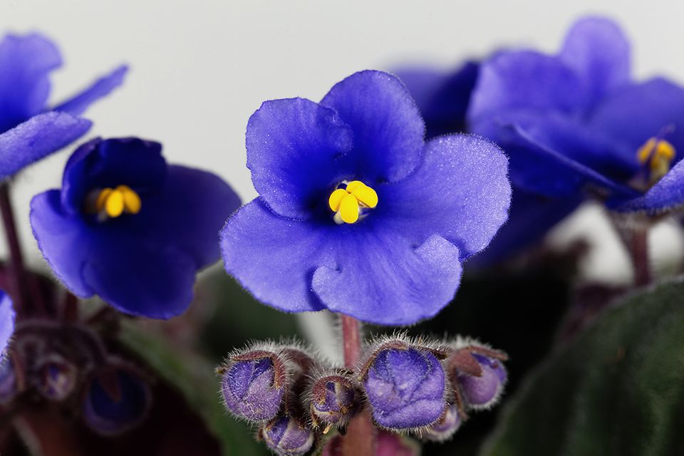Usambaraveilchen (Saintpaulia ionantha) Blüte blau