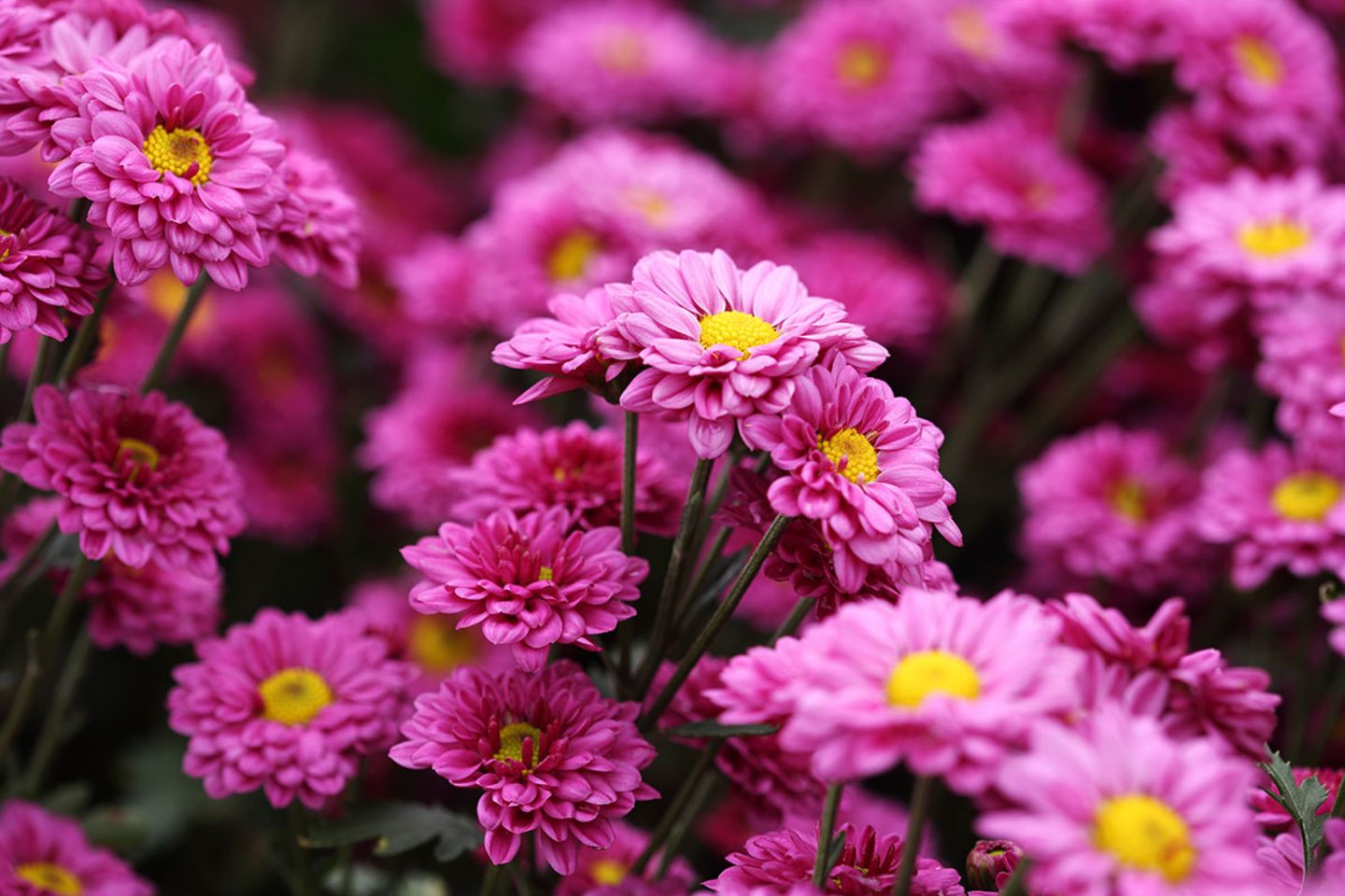 Chrysanthemen  pflanzen, Pflege, Arten - [SCHNER WOHNEN]
