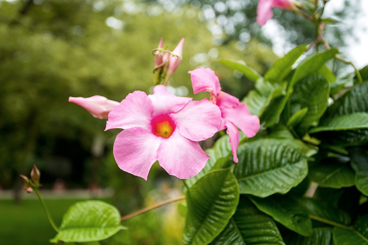 Dipladenia (Mandevilla) Blüte weiß rosa