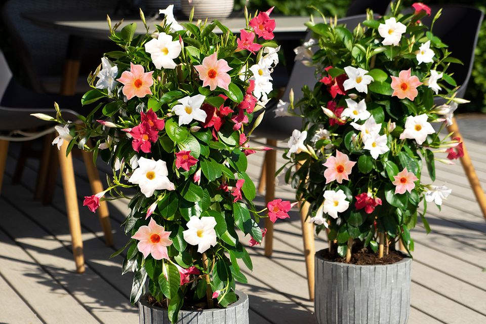 Dipladenia  pflegen, schneiden, vermehren - [SCHNER WOHNEN]