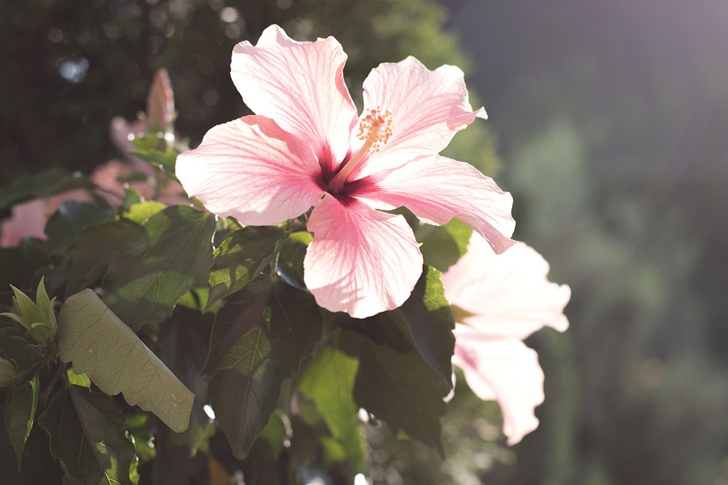 Hibiskus (Hibiscus) Blüte