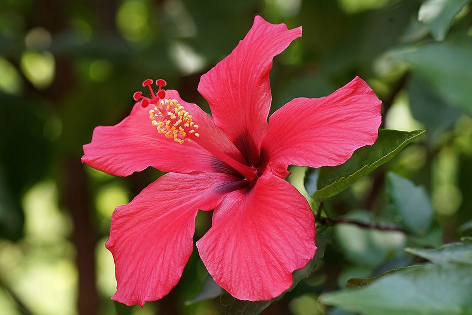 Hibiskus (Hibiscus) Blüte rot