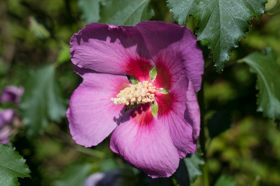 Hibiskus (Hibiscus) Blüte Big-Hibiskiss®