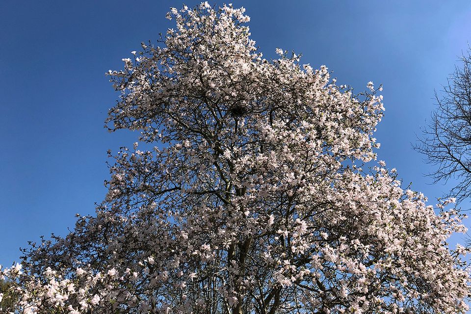 Sternmagnolie (Magnolia stellata) Baum