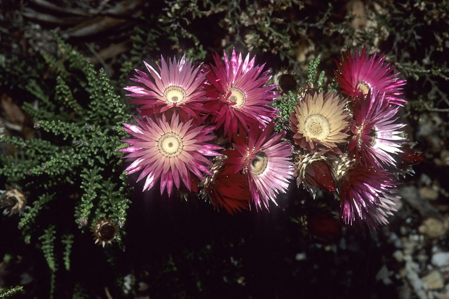 Kap-Strohblume (Phaenocoma prolifera)