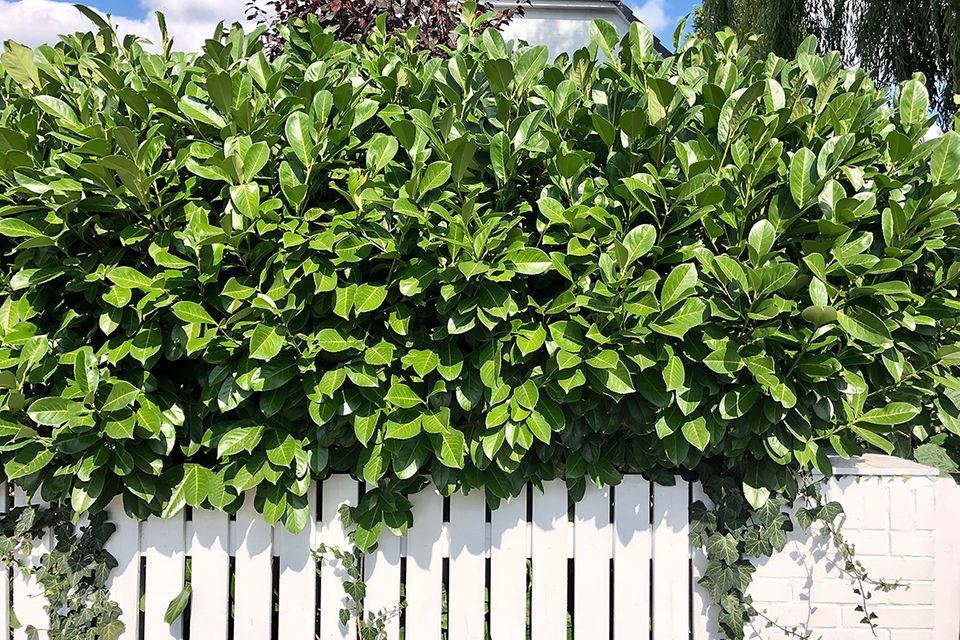 Schnellwachsende Hecke: Die besten Heckenarten - [SCHNER WOHNEN]