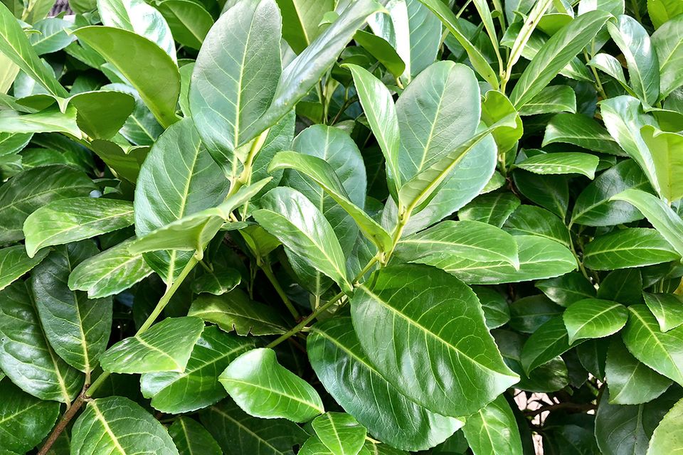 Kirschlorbeer (Prunus laurocerasus) Blätter