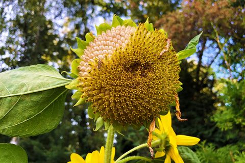 Sonnenblumen pflanzen & pflegen [SCHÖNER WOHNEN]