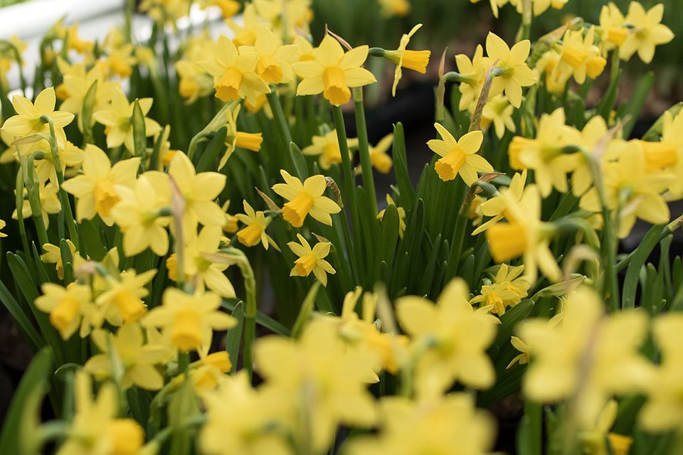 Mini-Narzissen (Narcissus), Osterglocke gelb