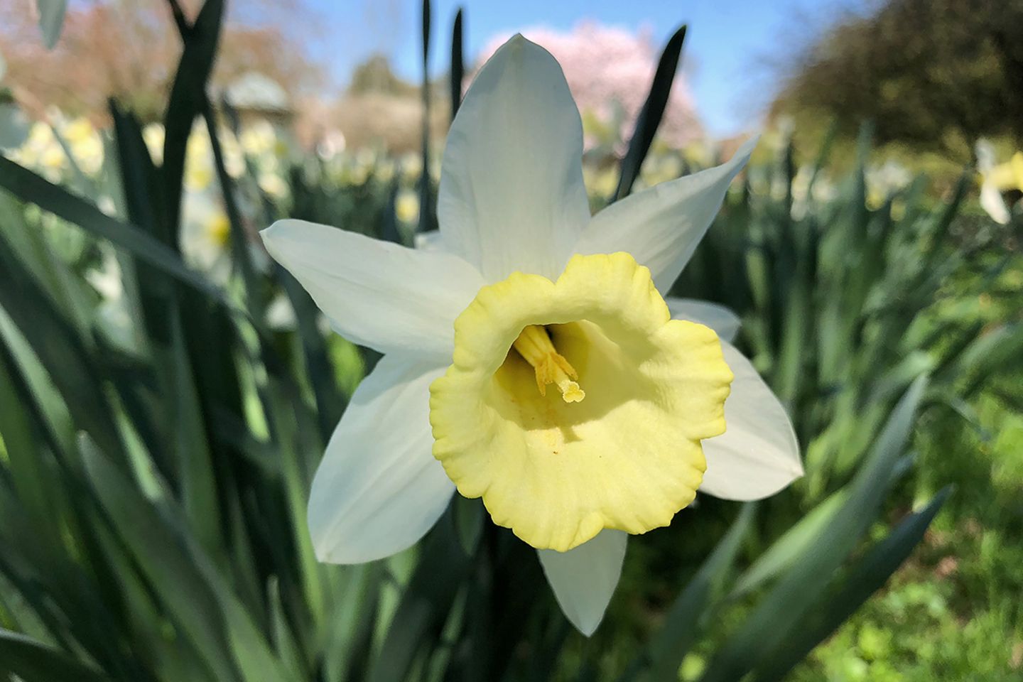 Osterglocken (Narcissus) - [SCHNER WOHNEN]