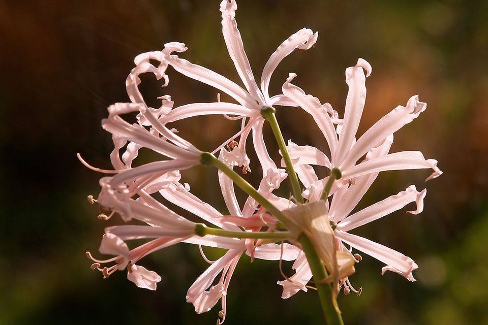 Rosa Herbstblumen: Nerine