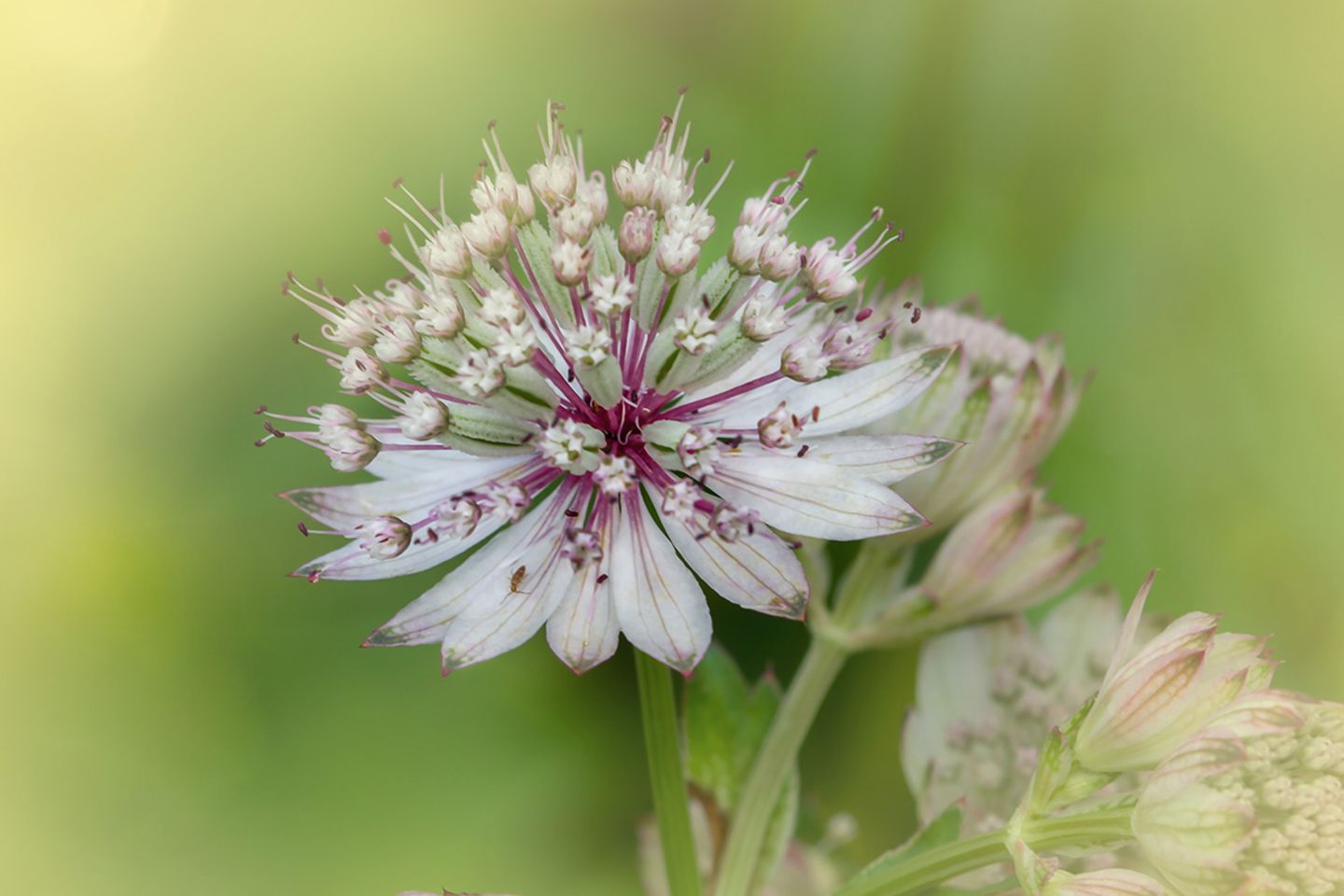Sterndolde (Astrantia spec.) Blüte