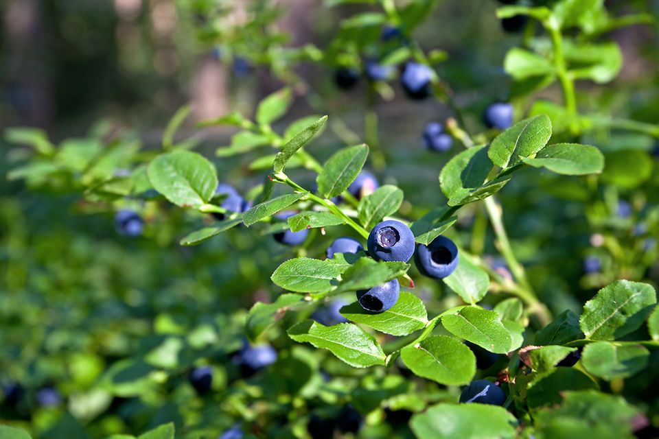 33+ Heidelbeere Wann Düngen, Die düngung von heidelbeeren findet