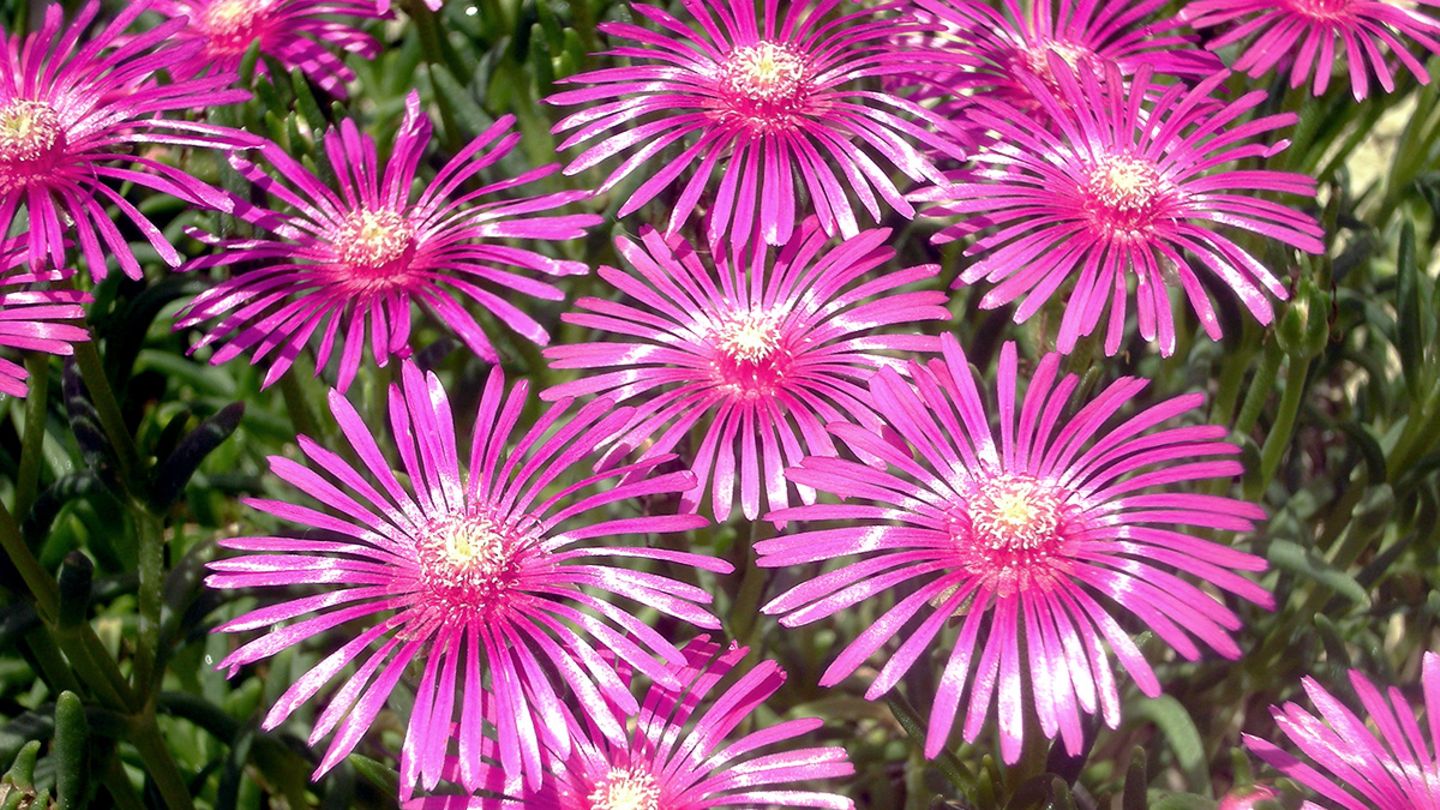 Mittagsblume  pflanzen, vermehren, berwintern - [SCHNER WOHNEN]