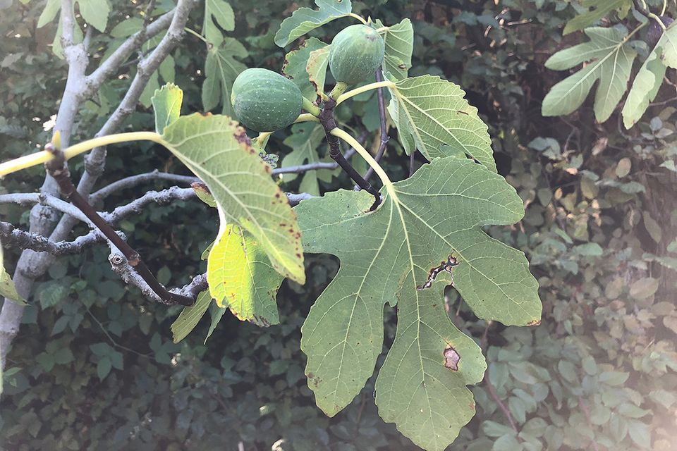 Feige (Ficus carica) Blatt