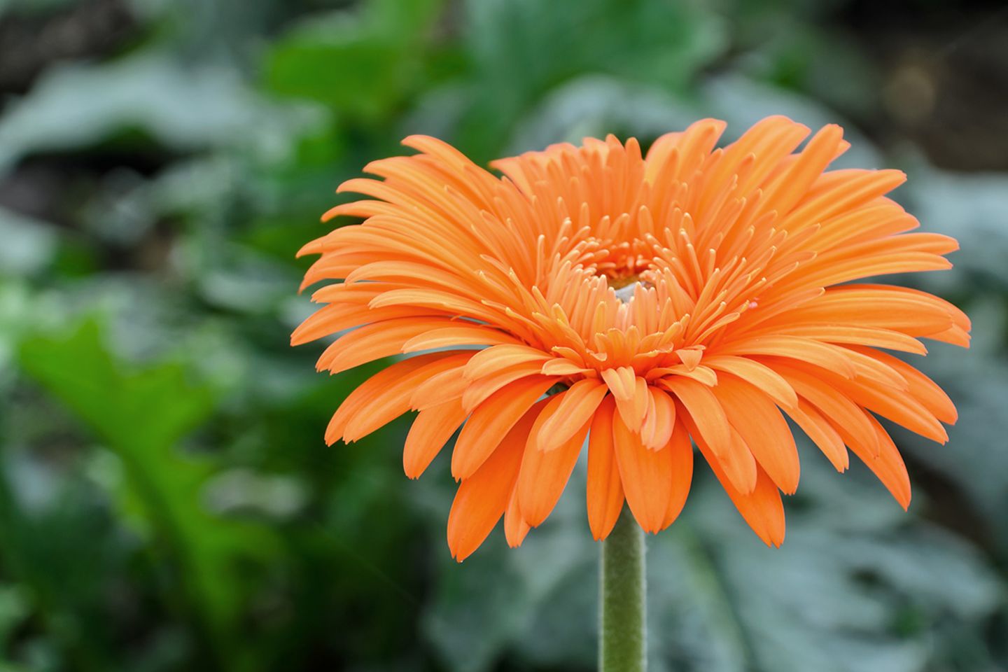 Gerbera  pflanzen, pflegen, berwintern - [SCHNER WOHNEN]