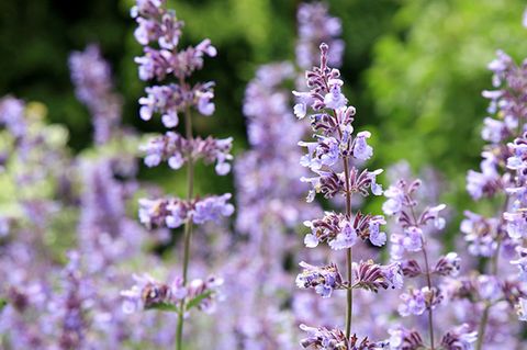 Katzenminze / Katzenmelisse (Nepeta cataria)