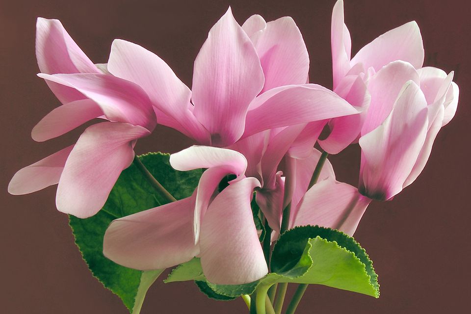 Zimmer-Alpenveilchen (Cyclamen persicum) Zimmer-Alpenveilchen (Cyclamen persicum)