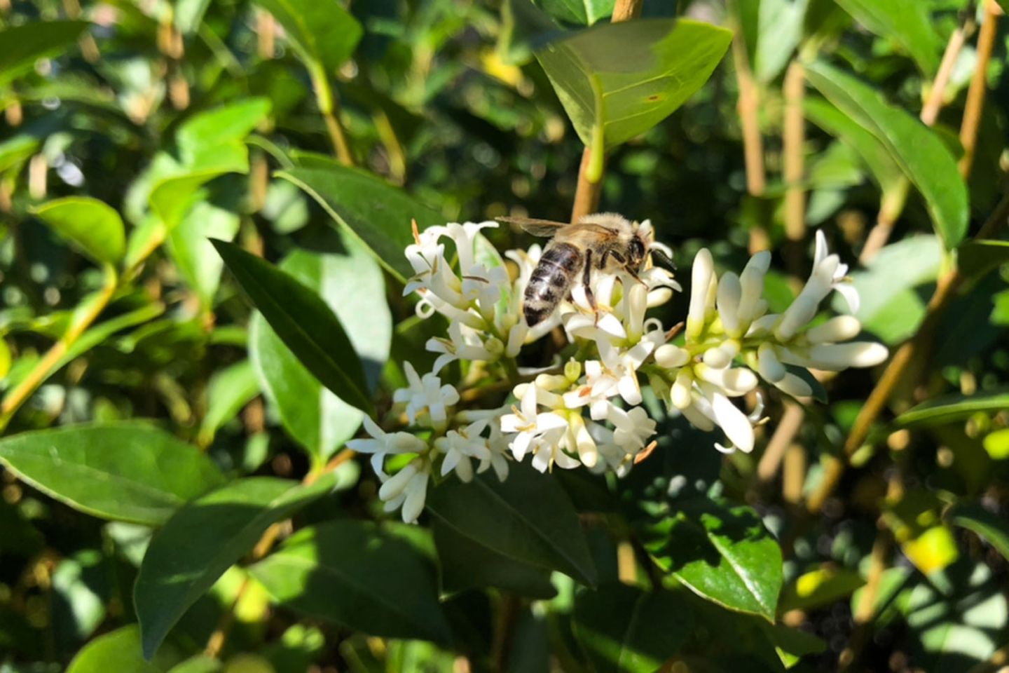 Liguster (Ligustrum spec.) Blüte mit Biene