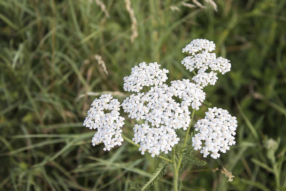 Schafgarbe (Achillea spec.) weiß Schafgarbe (Achillea spec.) weiß