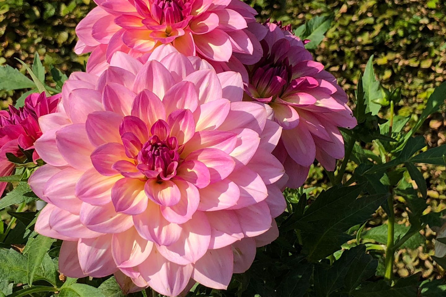 Dahlien – pflanzen, richtig überwintern und die Sorten - [SCHÖNER WOHNEN]