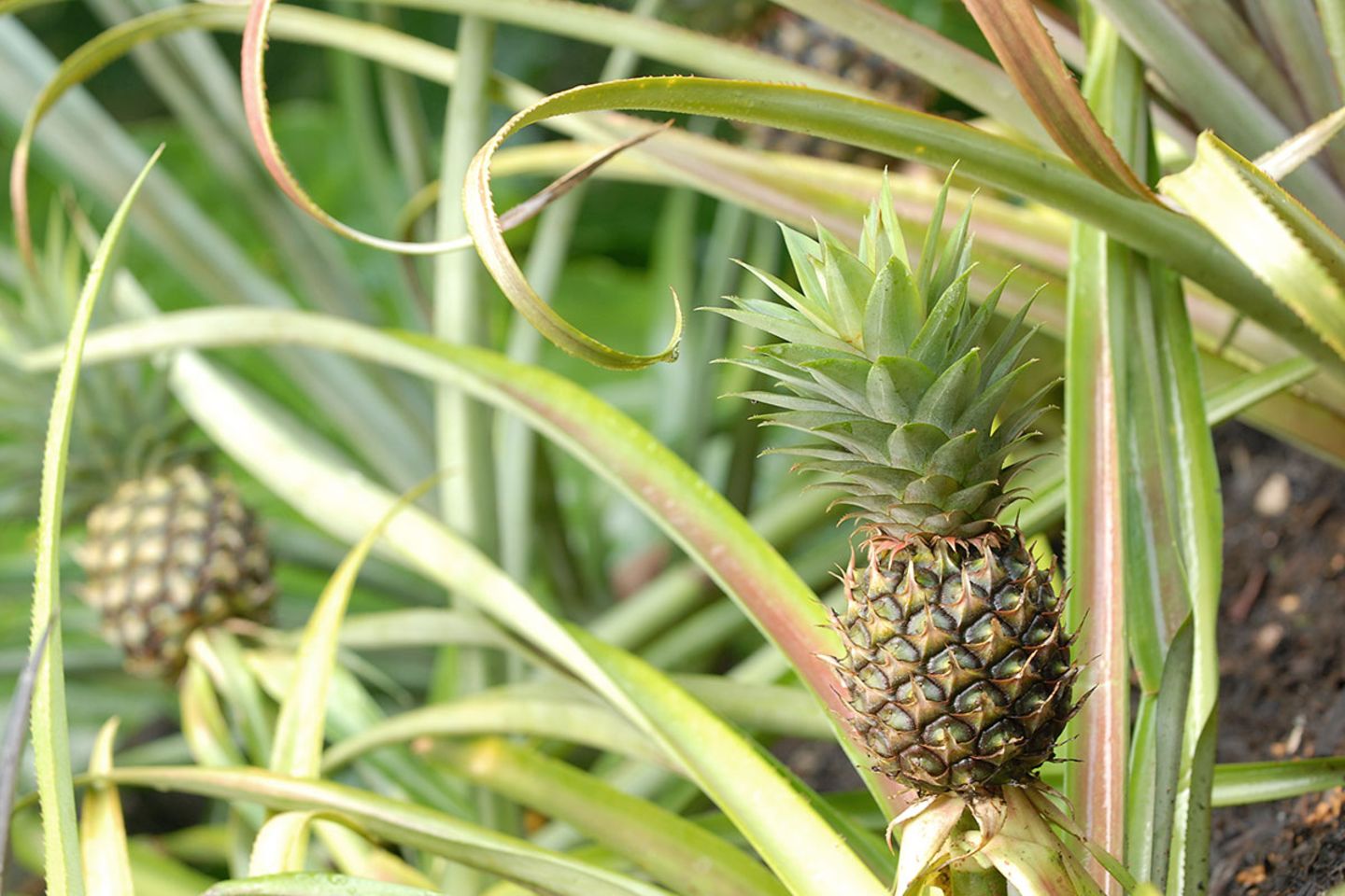 Ananas-Pflanze: Ananas pflanzen, vermehren, Pflege - [SCHNER WOHNEN]