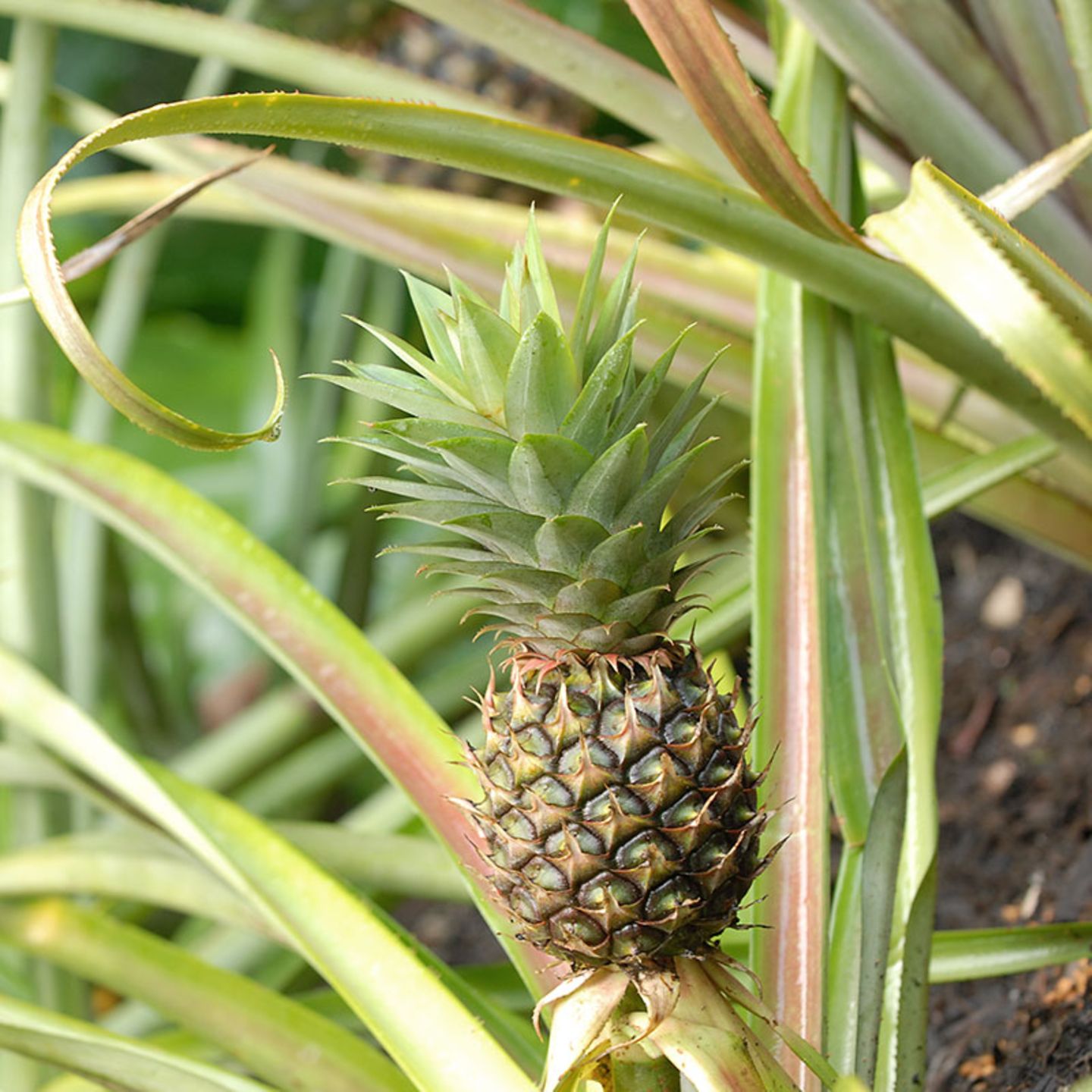 Ananas-Pflanze: Ananas pflanzen, vermehren, Pflege - [SCHNER WOHNEN]