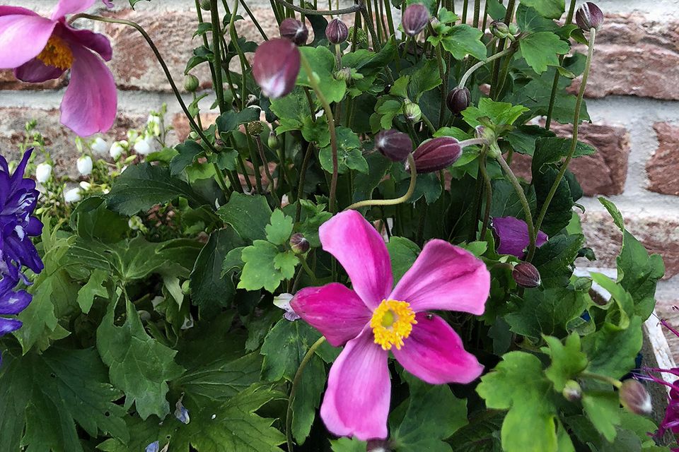 Herbst-Anemone pflanzen, schneiden, Pflege - [SCHNER WOHNEN]