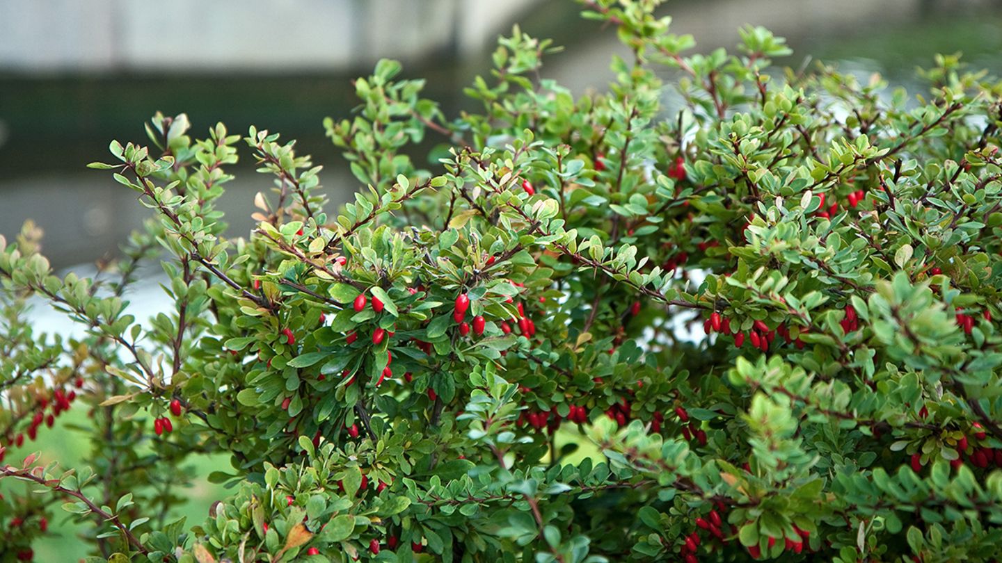 Berberitze – pflanzen, schneiden, vermehren - [SCHÖNER WOHNEN]