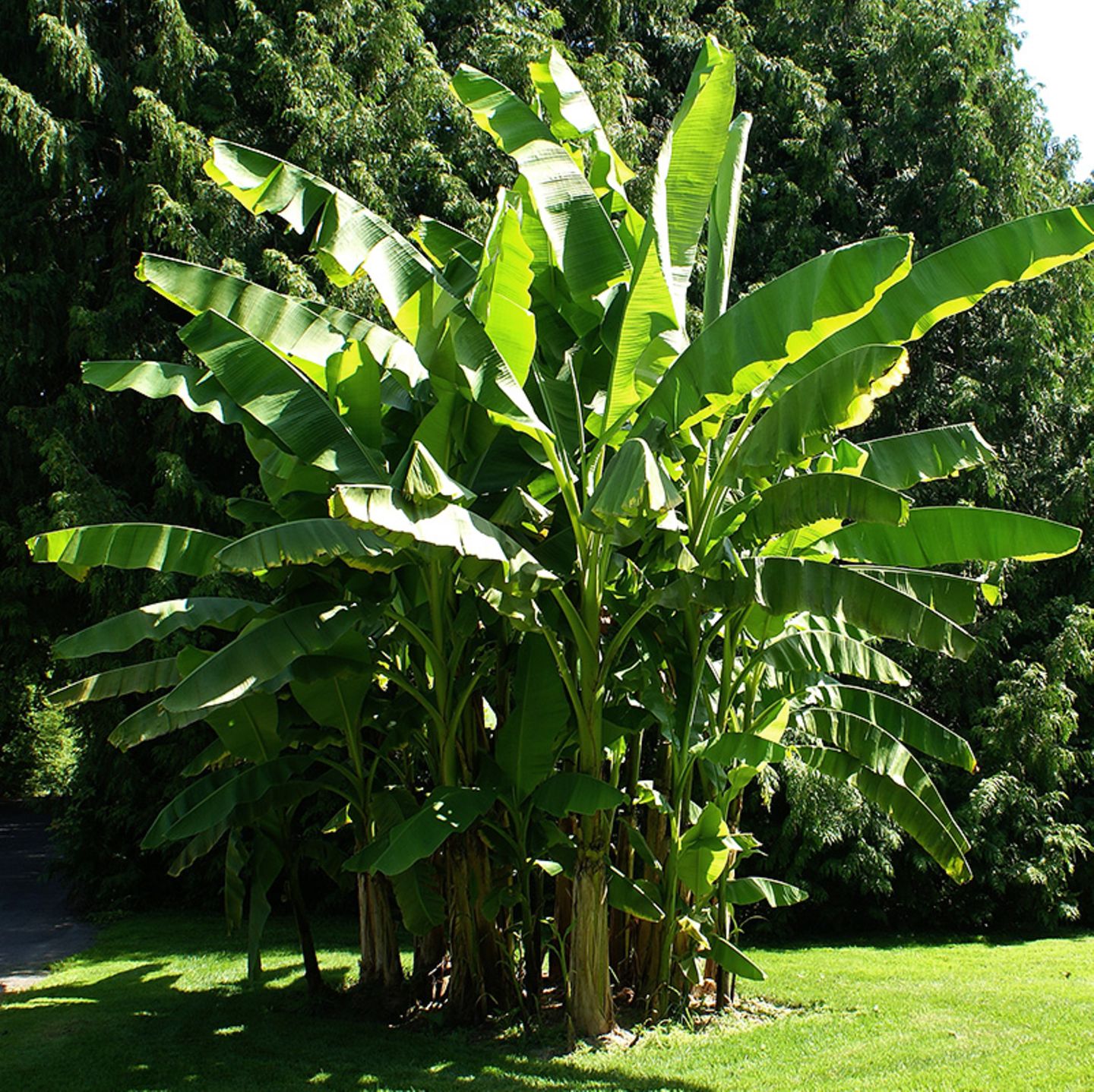 Bananenpflanze  Pflege, berwintern, vermehren - [SCHNER WOHNEN]