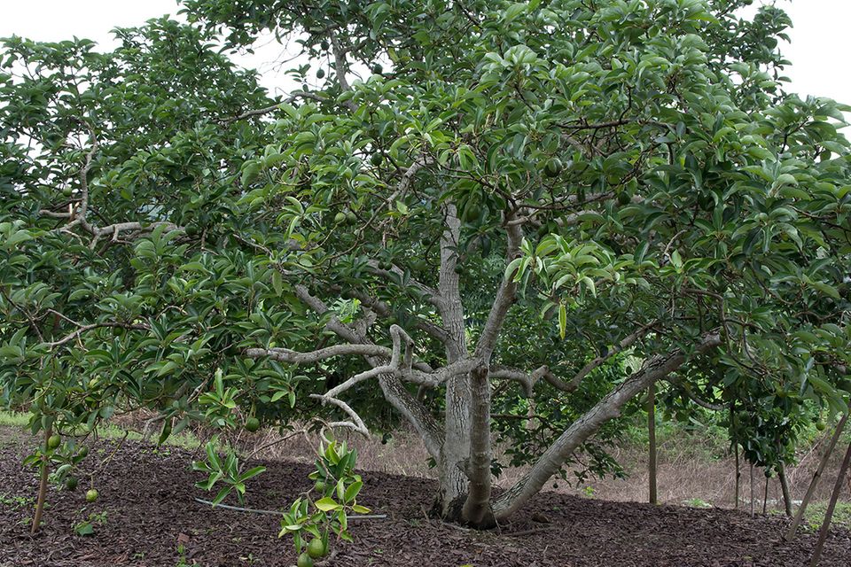 Avocado-Baum  Avocado pflanzen & pflegen - [SCHNER WOHNEN]