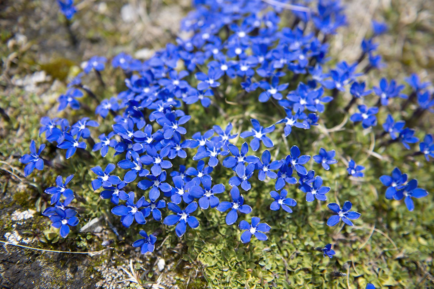Enzian (Gentiana spec.) blau