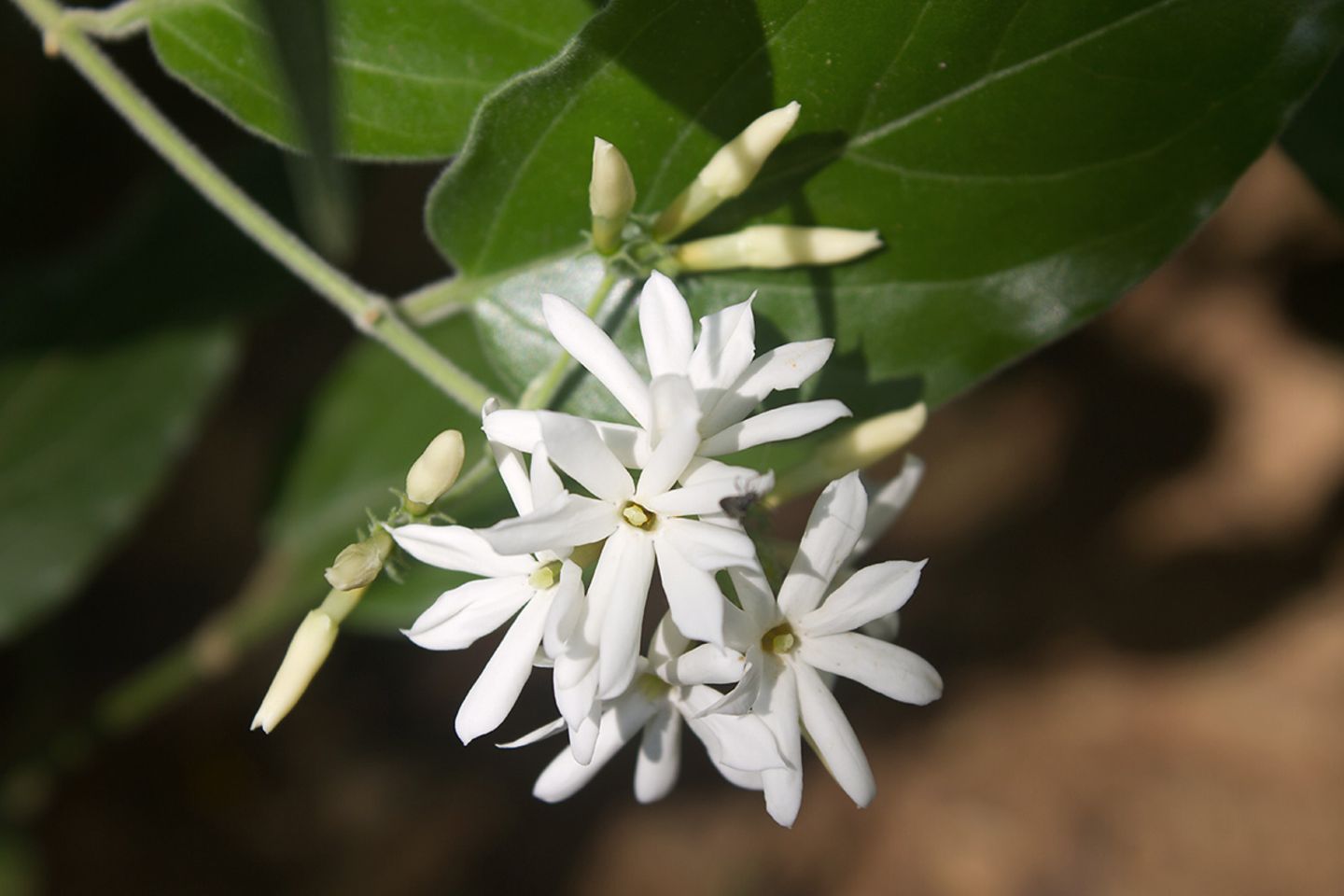 Jasmin (Jasminum spec.) Blüte