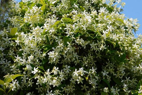 Jasmin pflanzen, pflegen, schneiden [SCHÖNER WOHNEN]
