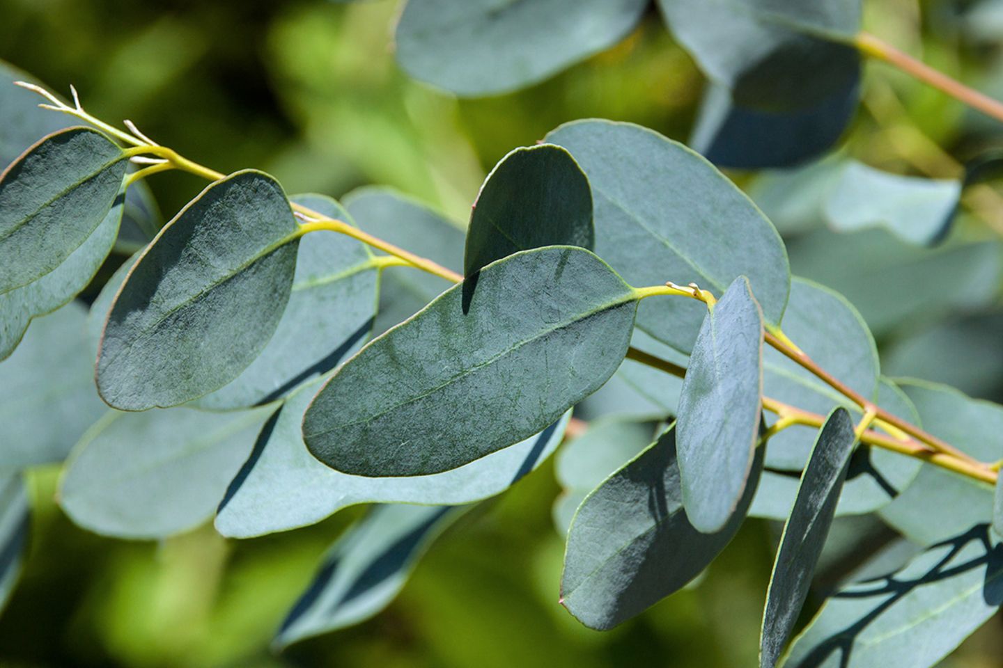 Eukalyptus (Eucalyptus spec.) Zweig