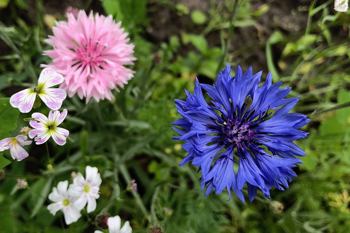 Kornblume: pflanzen, pflegen, vermehren - [SCHNER WOHNEN]