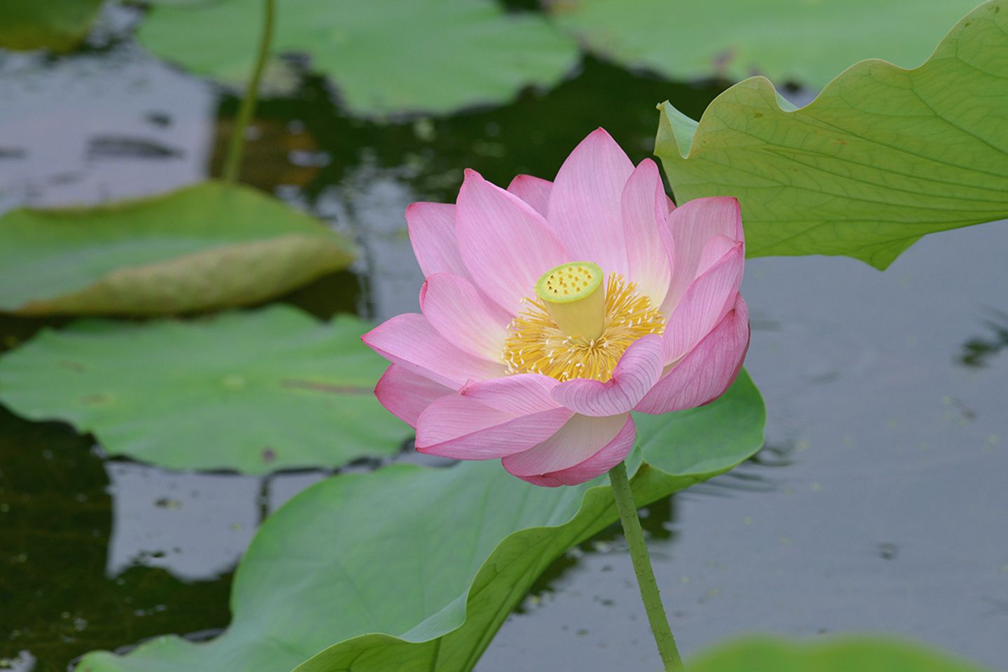 Lotus Lotos (Nelumbo nucifera) Blüte