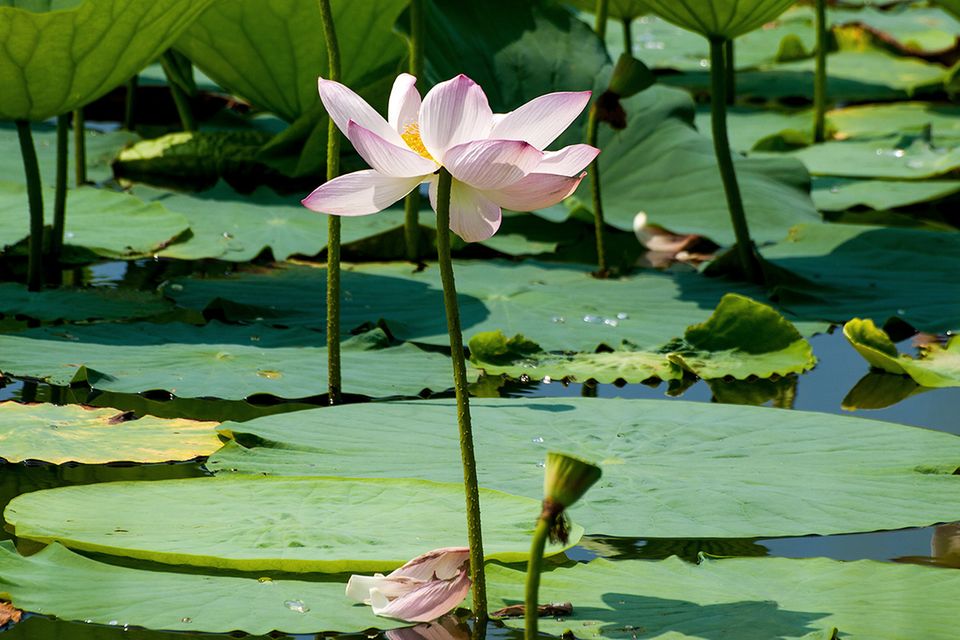 Lotos  Lotus pflanzen & pflegen - [SCHNER WOHNEN]