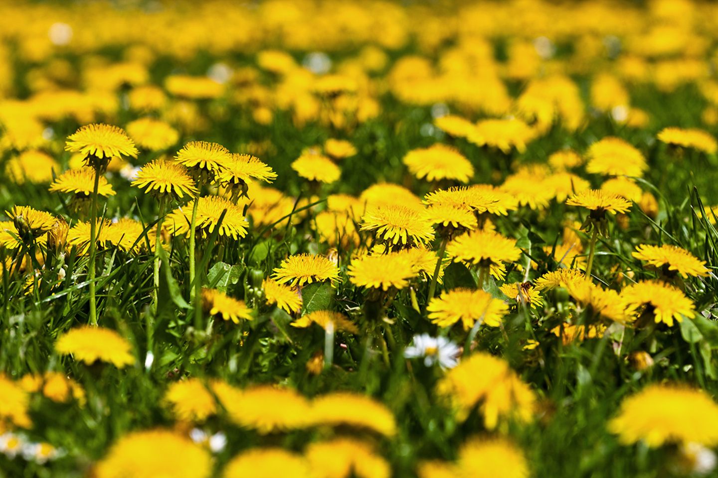dünger pellets anwendung Schafwoll Dünger Pellets von Flora Boost – Natürlicher Nährstofflieferant  für gesunde Pflanzen