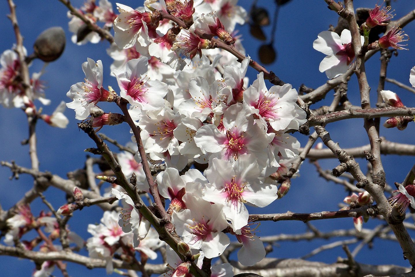 Mandel, Mandelbaum (Prunus dulcis) Blüte