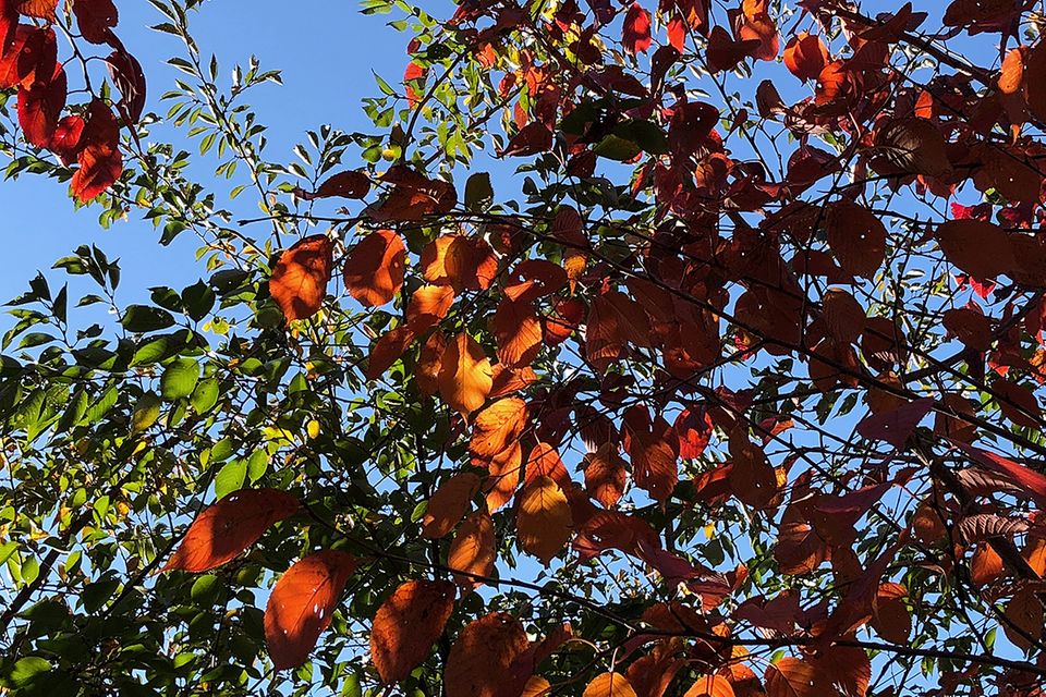 buche (Fagus sylvatica L. und Fagus spec.) mit roter Färbung